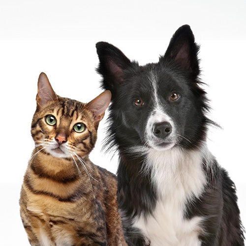 Accesorios para Animales y Mascotas